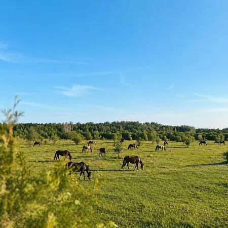 Klevu 17 Połąga